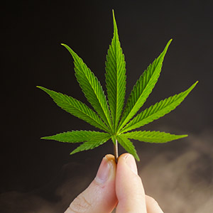 Juvenile holding a marijuana leaf. Title: Defense For Juveniles Possession Of Prescription Drugs.